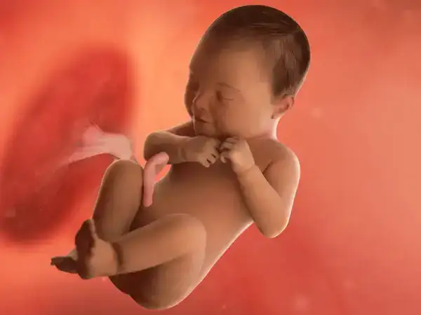 41 Haftalık Gebelik bebek gelişimi